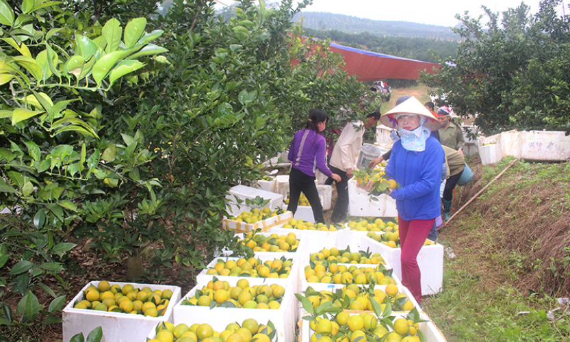 Bắc Giang kết nối tiêu thụ nông sản