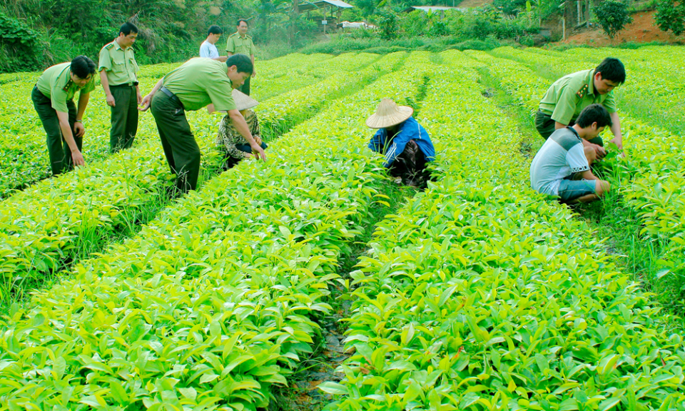 Đề xuất tiêu chí công nhận giống cây trồng lâm nghiệp