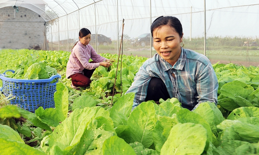 Thúc đẩy tiêu thụ nông sản, thực phẩm Tết Nguyên đán