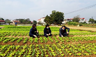 Thành phố Lạng Sơn: Kiểm soát chặt nhãn hiệu chứng nhận đối với sản phẩm rau, củ, quả