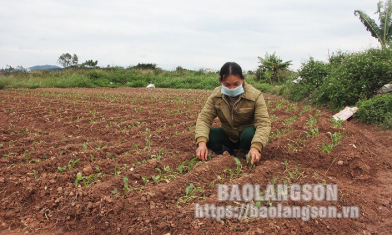 Giá phân bón tăng cao: Người nông dân chủ động tiết giảm chi phí sản xuất