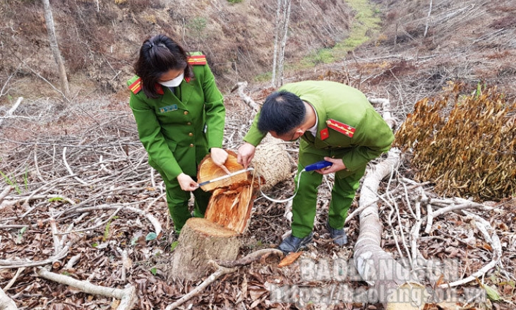 Phát hiện đối tượng huỷ hoại hơn 6,9ha rừng tự nhiên