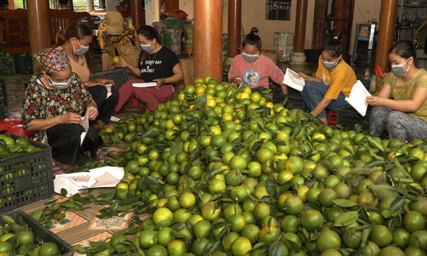 Mở rộng thị trường tiêu thụ cho sản phẩm cây ăn quả