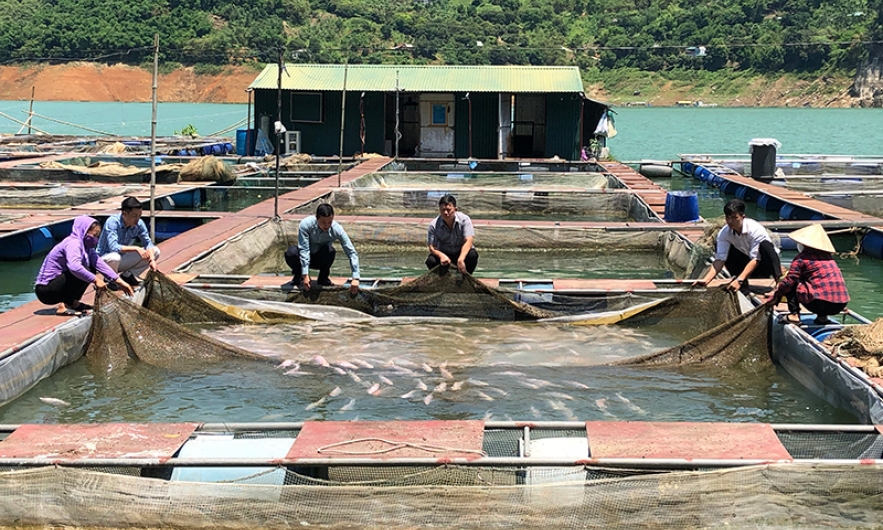 Phát triển bền vững nghề nuôi cá lồng bè nước ngọt