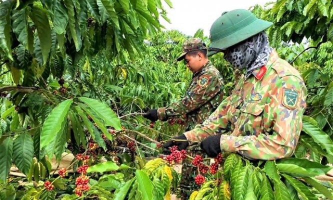 Tây Nguyên thiếu nhân công thu hoạch cà-phê