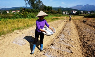 Sản xuất khoai tây vụ đông tại Lộc Bình: Đảm bảo về giống, sẵn sàng đầu ra