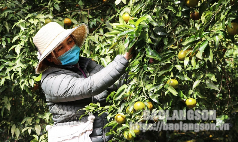 Bắc Sơn: Quýt mất mùa, người dân thất thu