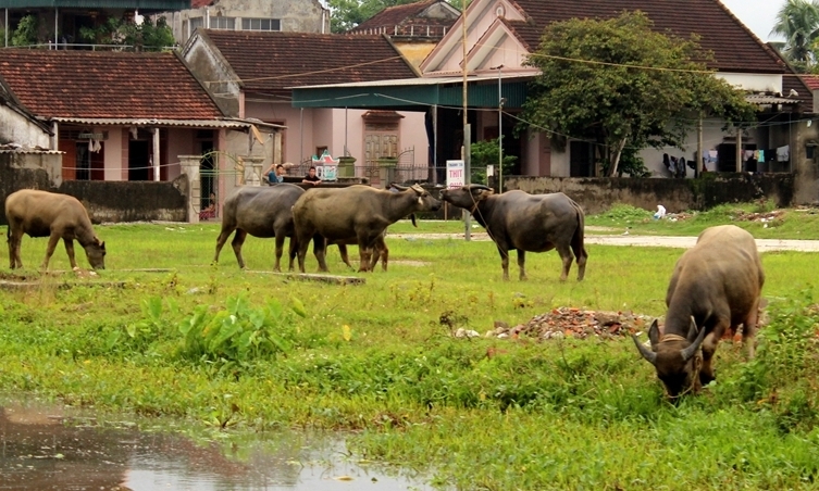 Chủ động bố trí nguồn lực tại chỗ để phòng chống rét đậm, rét hại