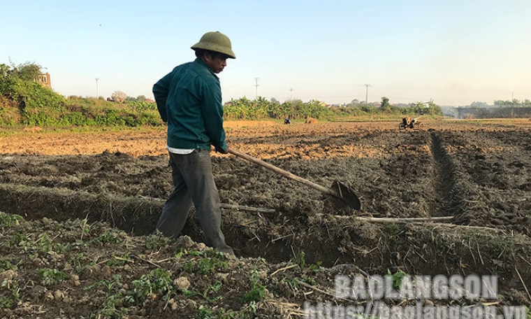 Tràng Định: Tập trung nâng cao năng suất, chất lượng thạch đen