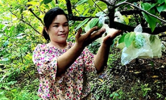 Nhà nông làm giàu từ vườn cây ăn quả