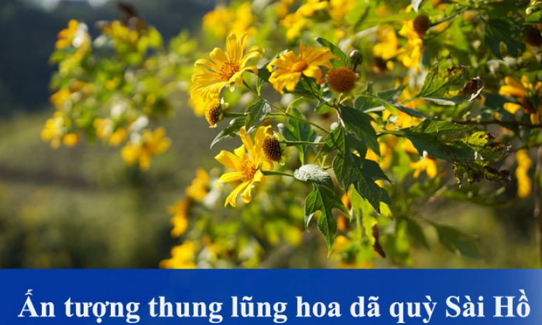 Ấn tượng thung lũng hoa dã quỳ Sài Hồ