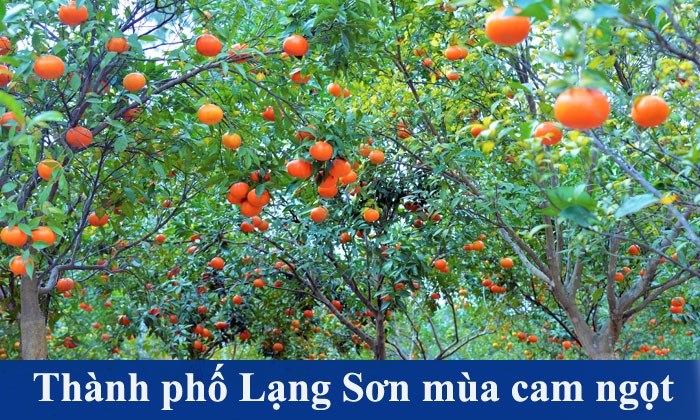 Thành phố Lạng Sơn mùa cam ngọt