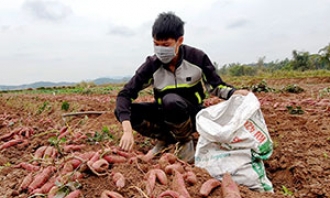 Lộc Bình: Phát triển vùng trồng khoai lang gắn với thị trường tiêu thụ