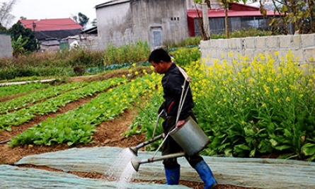 Hợp tác xã sản xuất và dịch vụ nông nghiệp Pò Đứa: Đưa nông sản sạch đến tay người tiêu dùng