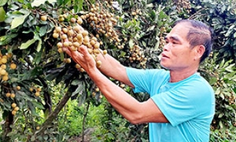 Cựu thanh niên xung phong vượt khó vươn lên làm giàu