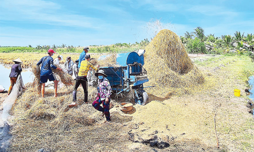 Mùa vàng trên đồng đất lúa-tôm