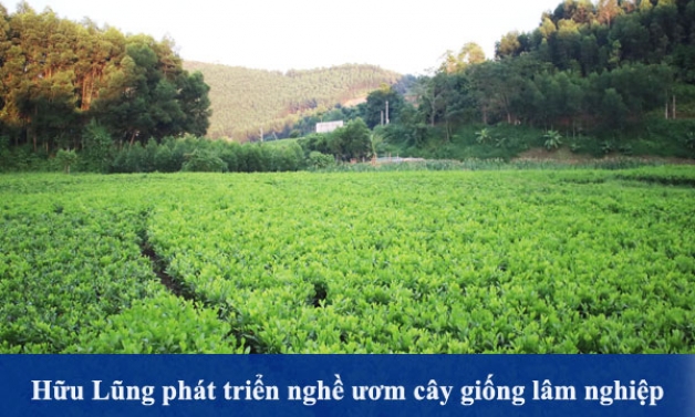 Hữu Lũng phát triển nghề ươm cây giống lâm nghiệp