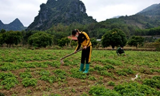 Nông dân Bắc Sơn: Tăng thu từ trồng thạch đen