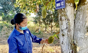 Hữu Lũng: Nâng cao giá trị kinh tế từ cây mít bản địa