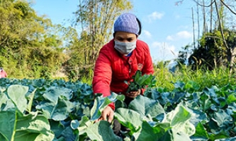 Văn Quan: Hối hả thu hoạch rau vụ đông