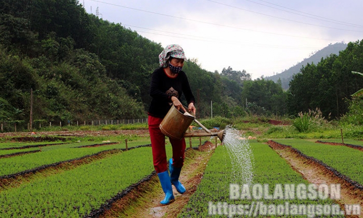 Đình Lập: Triển vọng từ ươm giống cây lâm nghiệp