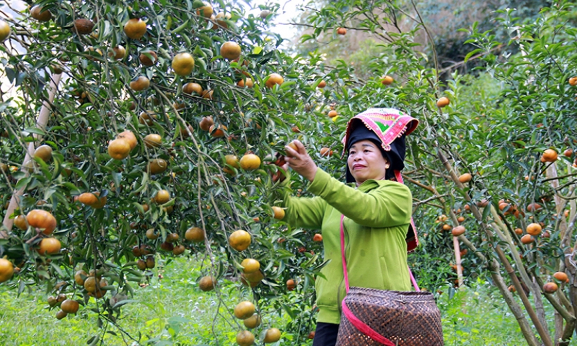 Liên kết sản xuất vùng cây ăn quả