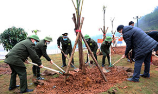 Sôi nổi phong trào trồng cây đầu xuân