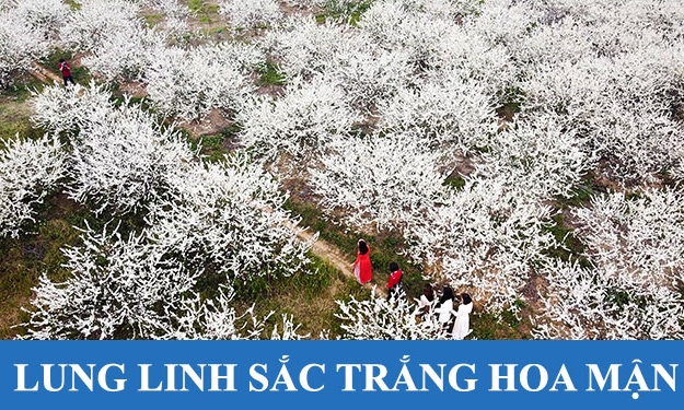 Lung linh sắc trắng hoa mận