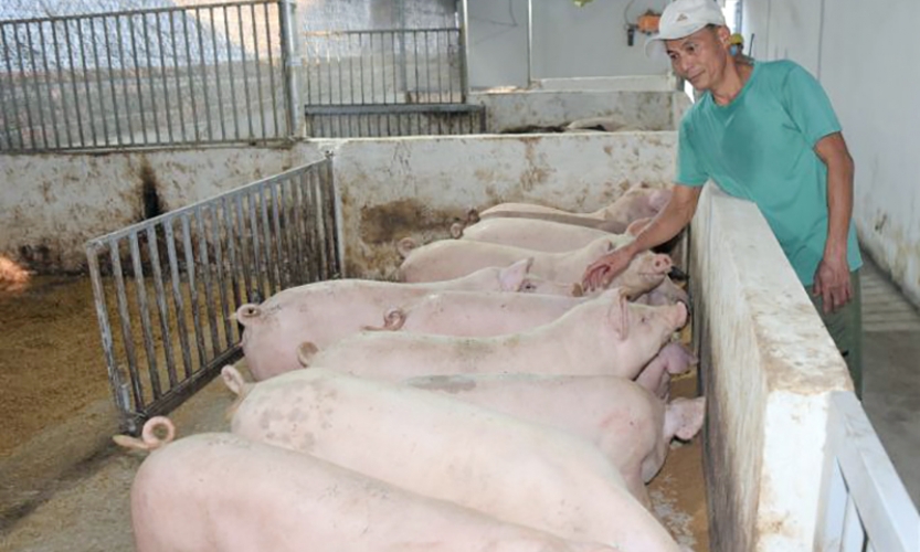 Ngành chăn nuôi lợn vượt khó