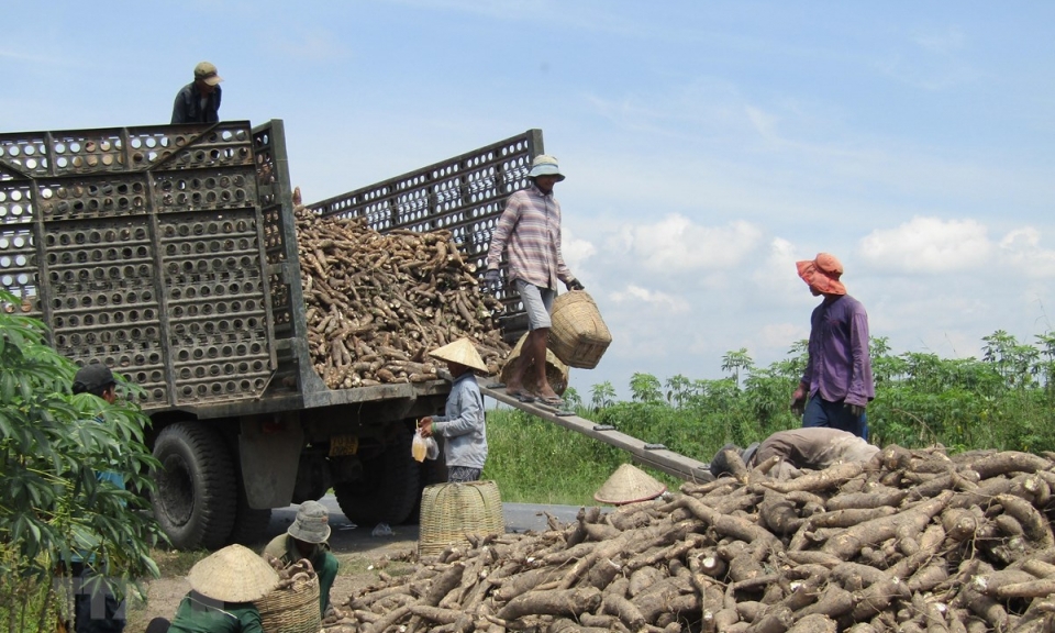 Loạt doanh nghiệp xuất khẩu sắn kêu cứu vì bị dừng hoàn, truy thu thuế