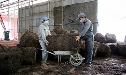 Đồng bộ giải pháp quản lý, phát triển mã số vùng trồng