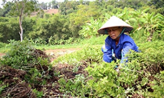 Thạch đen Tràng Định: Khó về đầu ra