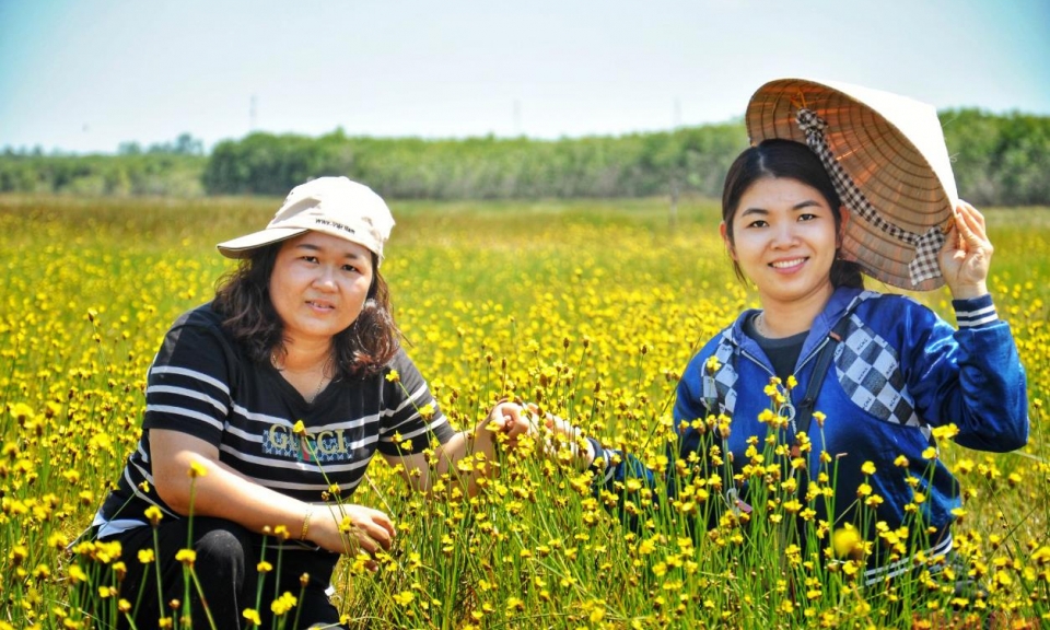 Vườn Quốc gia Tràm Chim mở tour tham quan hoa hoàng đầu ấn