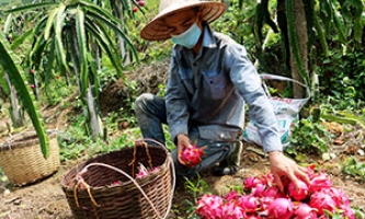 Các cấp hội nông dân huyện Bắc Sơn: Tích cực giúp đỡ hội viên thoát nghèo