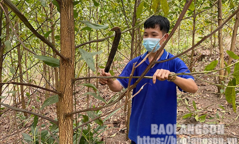 Lâm Ca: Vươn lên từ nội lực