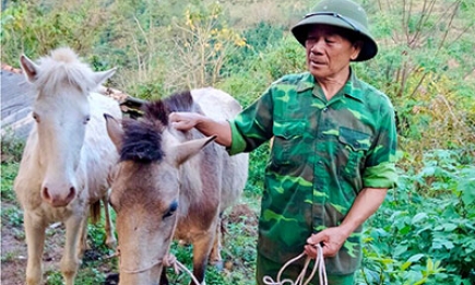 Cựu chiến binh năng động phát triển kinh tế