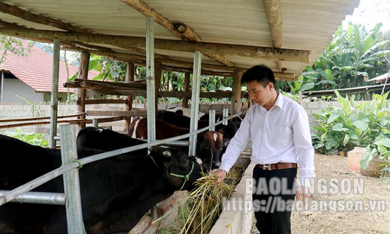 Chăn nuôi trâu, bò vỗ béo: Hướng đi hiệu quả ở Bình Gia