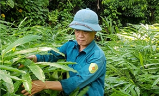 Hội viên nông dân làm giàu từ rừng