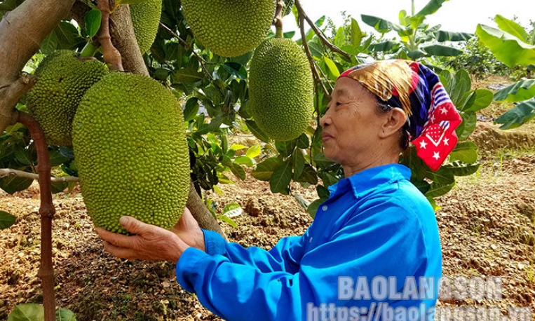 Cựu thanh niên xung phong vượt khó làm giàu