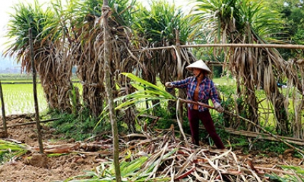 Thụy Hùng: Tăng thu từ trồng mía