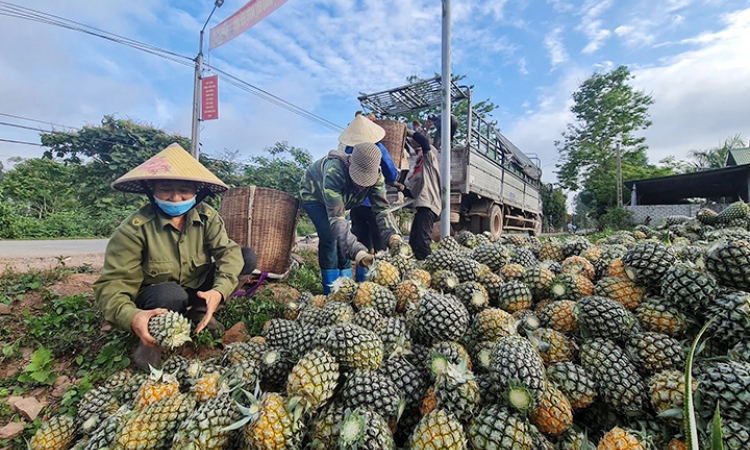 Mùa dứa "đắng"