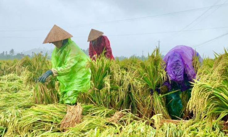 Quảng Ngãi: Hỗ trợ nông dân khắc phục hậu quả do mưa lớn kéo dài