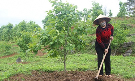 Dự án hỗ trợ giảm nghèo của trung ương tại Lạng Sơn: Triển vọng từ mô hình ở xã Điềm He