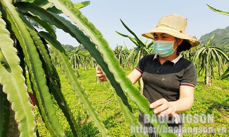 Hội viên nông dân làm giàu từ mô hình kinh tế tổng hợp