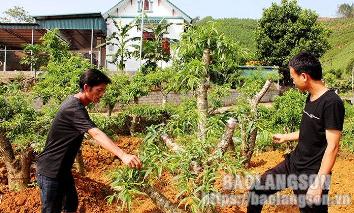 Hợp tác xã đào cảnh Minh Hòa: Góp phần phát triển giá trị cây đào Xứ Lạng