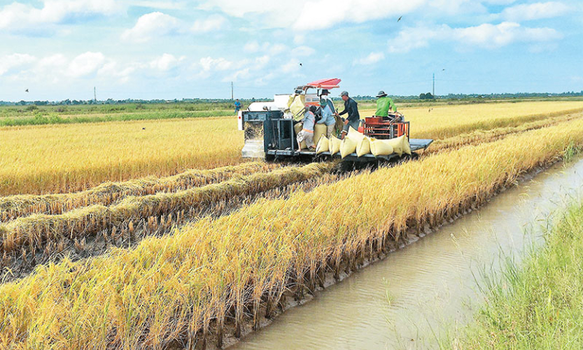 Hiệu quả từ canh tác lúa hữu cơ