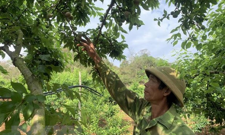 Trồng mận rải vụ mang lại hiệu quả kinh tế cao cho người dân Sơn La