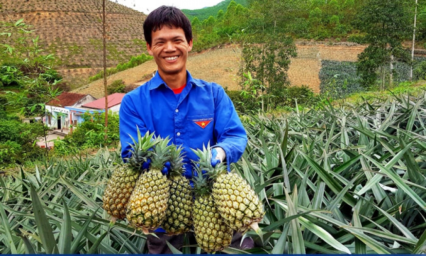 Hữu Lũng: Ngọt thơm dứa trái vụ