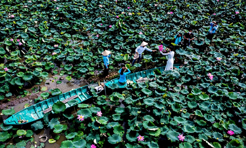 Sen và thương hiệu du lịch Đồng Tháp