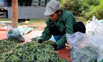 Liên kết sản xuất và tiêu thụ dưa chuột bao tử: Giúp người dân yên tâm sản xuất